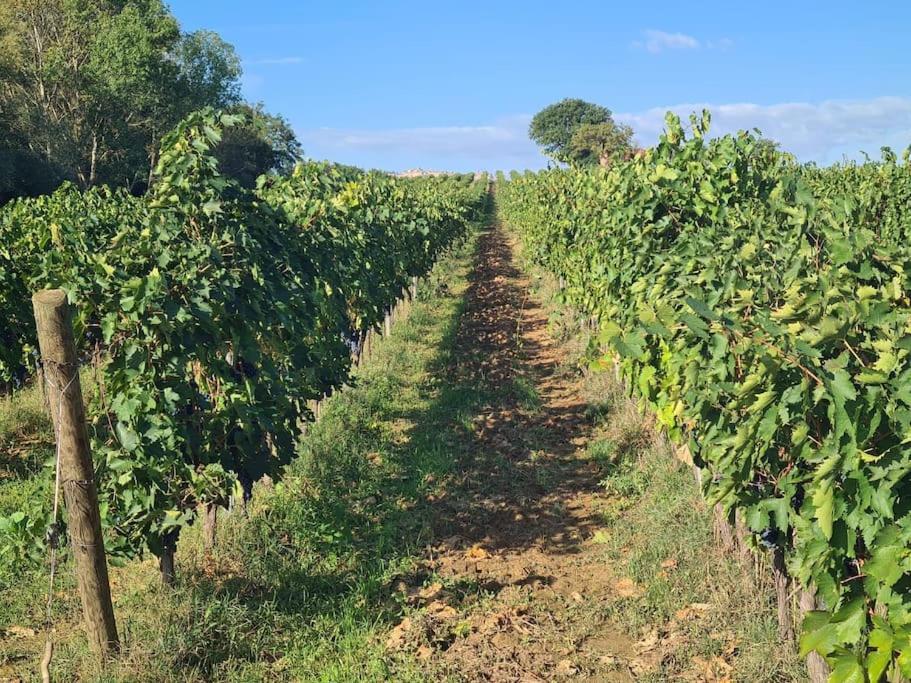 Montepulciano - La Casetta Del Pian Delle Noci Ferienhaus Acquaviva (Montepulciano)