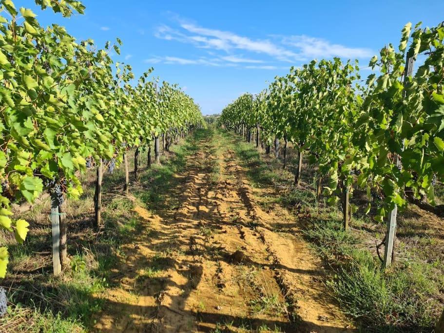 Montepulciano - La Casetta Del Pian Delle Noci Acquaviva (Montepulciano)