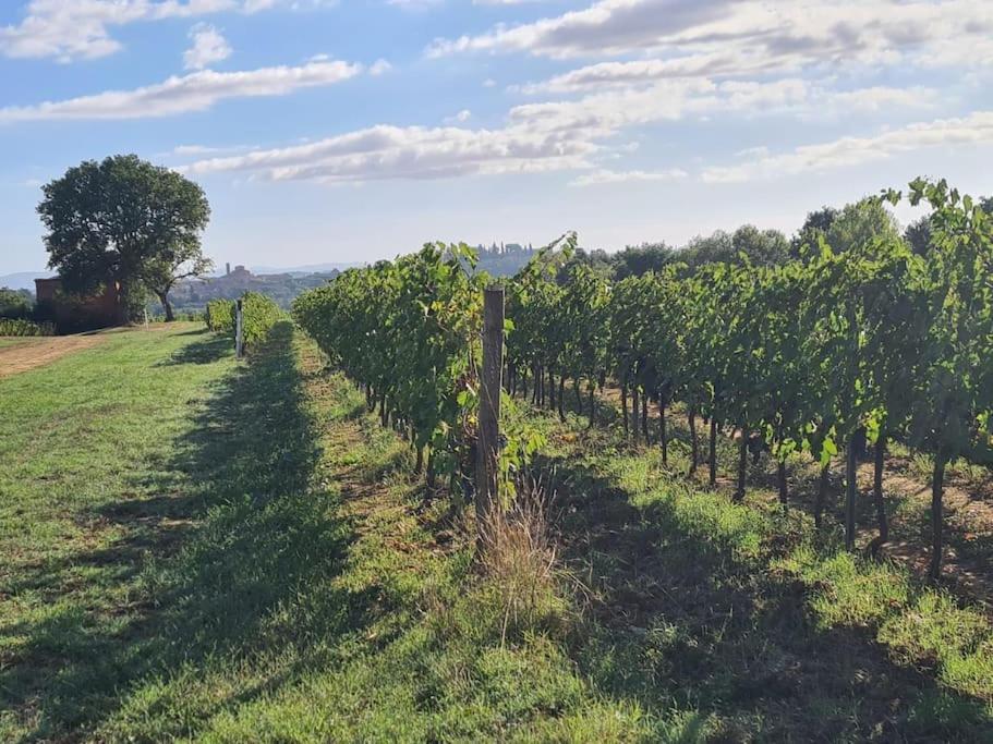 Montepulciano - La Casetta Del Pian Delle Noci Holiday home