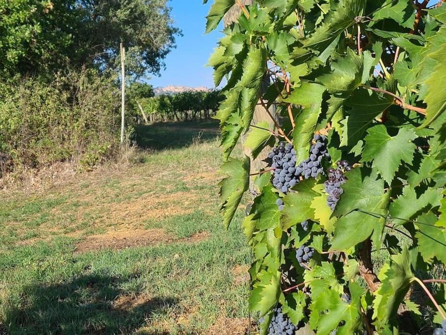 Holiday home Montepulciano - La Casetta Del Pian Delle Noci Acquaviva (Montepulciano)