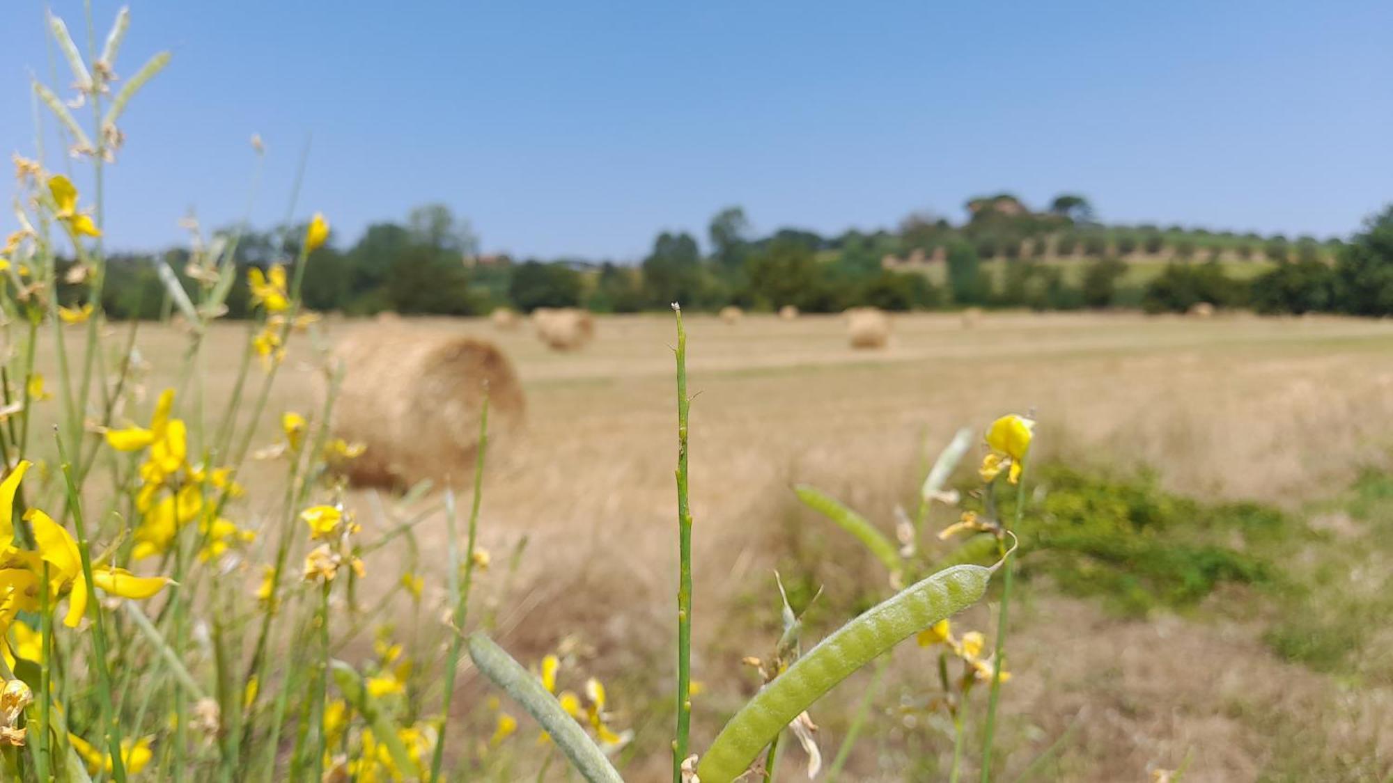 Montepulciano - La Casetta Del Pian Delle Noci Ferienhaus *